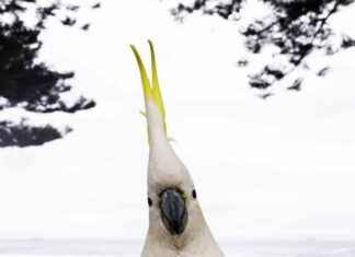 Birds Vulnerable to Climate Change Due to Longevity, Study Reveals birds-vulnerable-to-climate-change-due-to-longevity-study-reveals