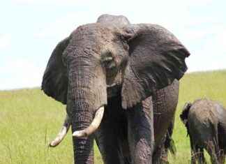 Lawsuit Against Trump Admin for Freezing Funds Protecting Rhinos & Elephants lawsuit-against-trump-admin-for-freezing-funds-protecting-rhinos-elephants