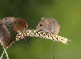 Mice Show ‘First Responder Behavior’ to Revive Unconscious Peers mice-show-first-responder-behavior-to-revive-unconscious-peers