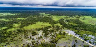 ndonesias-carbon-market-a-solution-to-environmental-challenges