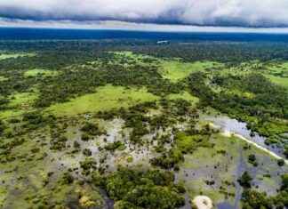 Indonesia’s Carbon Market: A Solution to Environmental Challenges ndonesias-carbon-market-a-solution-to-environmental-challenges