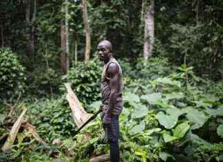 Investing in forests and communities in 2025 for sustainable future. nvesting-in-forests-and-communities-in-2025-for-sustainable-future