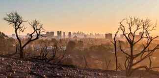 Plants Struggle to Absorb Carbon Dioxide with Rising Emissions plants-struggle-to-absorb-carbon-dioxide-with-rising-emissions