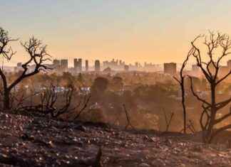 Plants Struggle to Absorb Carbon Dioxide with Rising Emissions plants-struggle-to-absorb-carbon-dioxide-with-rising-emissions