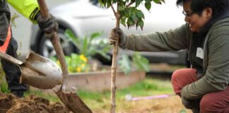 portland-urban-tree-plan-federal-funding-woes-nside-climate-news