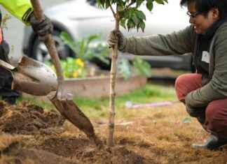 Portland Urban Tree Plan: Federal Funding Woes – Inside Climate News portland-urban-tree-plan-federal-funding-woes-nside-climate-news