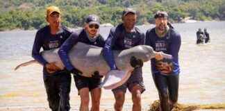 Protecting Pink River Dolphins in Colombia: A Conservation Quest protecting-pink-river-dolphins-in-colombia-a-conservation-quest
