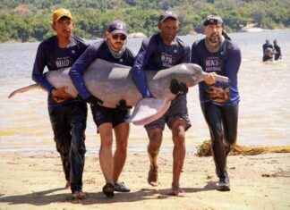 Protecting Pink River Dolphins in Colombia: A Conservation Quest protecting-pink-river-dolphins-in-colombia-a-conservation-quest