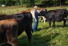 Reducing Methane Emissions: Seaweed Feeding for Coastal Economy Growth reducing-methane-emissions-seaweed-feeding-for-coastal-economy-growth