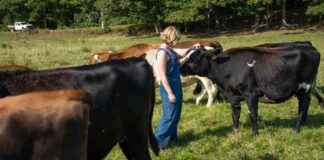 Reducing Methane Emissions: Seaweed Feeding for Coastal Economy Growth reducing-methane-emissions-seaweed-feeding-for-coastal-economy-growth