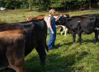 Reducing Methane Emissions: Seaweed Feeding for Coastal Economy Growth reducing-methane-emissions-seaweed-feeding-for-coastal-economy-growth