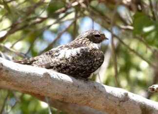 Study Finds Microplastics in Birds’ Lungs – EcoWatch study-finds-microplastics-in-birds-lungs-ecowatch