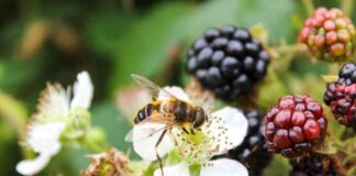 uk-farming-to-reduce-pesticide-use-by-10-by-2030