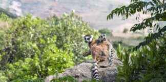 UN COP16: Countries Support $200-Billion Biodiversity Conservation Plan un-cop16-countries-support-200-billion-biodiversity-conservation-plan