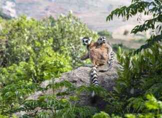 UN COP16: Countries Support $200-Billion Biodiversity Conservation Plan un-cop16-countries-support-200-billion-biodiversity-conservation-plan