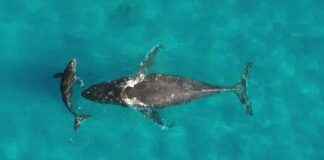 Whales Transport Nutrients Thousands of Miles Through Urine whales-transport-nutrients-thousands-of-miles-through-urine