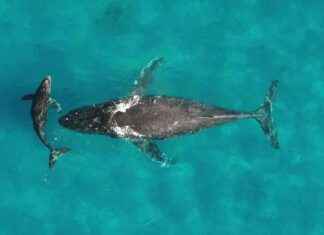 Whales Transport Nutrients Thousands of Miles Through Urine whales-transport-nutrients-thousands-of-miles-through-urine
