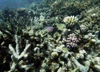 Trump accelerates deep-sea mining despite international backlash trump-accelerates-deep-sea-mining-despite-international-backlash