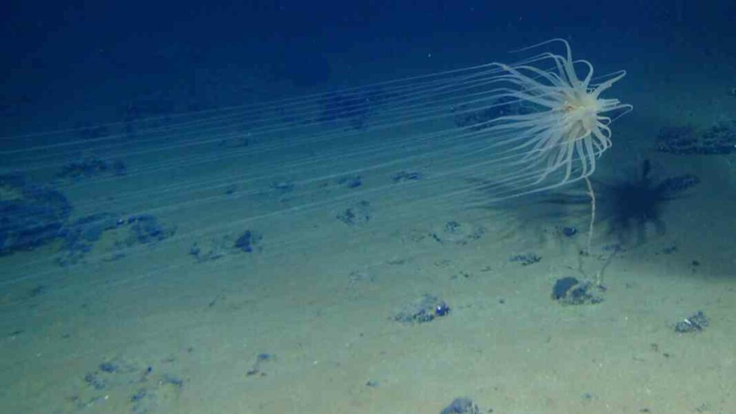 trump-supports-deep-sea-mining-risking-global-conflict