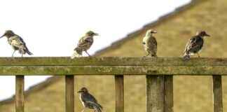 Birds Develop Close Bonds Beyond Family Ties: Research Findings birds-develop-close-bonds-beyond-family-ties-research-findings