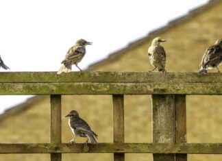 Birds Develop Close Bonds Beyond Family Ties: Research Findings birds-develop-close-bonds-beyond-family-ties-research-findings