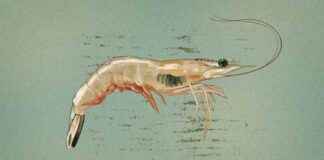 Challenges Faced by Georgia’s Shrimp Industry: Disease and Imports challenges-faced-by-georgias-shrimp-ndustry-disease-and-mports