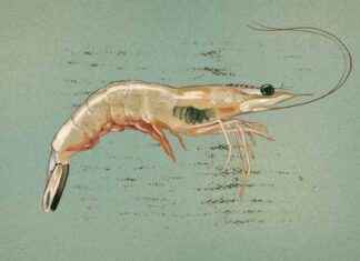 Challenges Faced by Georgia’s Shrimp Industry: Disease and Imports challenges-faced-by-georgias-shrimp-ndustry-disease-and-mports