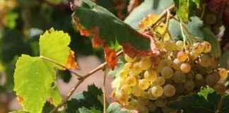 climate-crisis-threatens-top-winemakers-spanish-vineyards