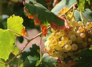 Climate Crisis Threatens Top Winemaker’s Spanish Vineyards climate-crisis-threatens-top-winemakers-spanish-vineyards