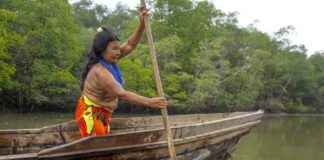 Cultural Values Enhance Forest Growth on Indigenous Lands: Study cultural-values-enhance-forest-growth-on-ndigenous-lands-study