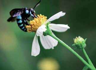 Emerging Threats to Bees: Wars, Microplastics, and Light Pollution emerging-threats-to-bees-wars-microplastics-and-light-pollution