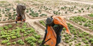 financing-green-development-in-the-global-south-amid-trumps-aid-cuts-and-market-turmoil
