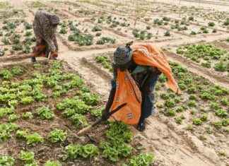 Financing Green Development in the Global South Amid Trump’s Aid Cuts and Market Turmoil financing-green-development-in-the-global-south-amid-trumps-aid-cuts-and-market-turmoil