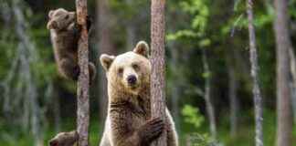 Grizzlies Making a California Comeback: New Study Findings grizzlies-making-a-california-comeback-new-study-findings