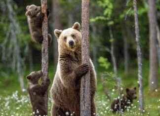 Grizzlies Making a California Comeback: New Study Findings grizzlies-making-a-california-comeback-new-study-findings
