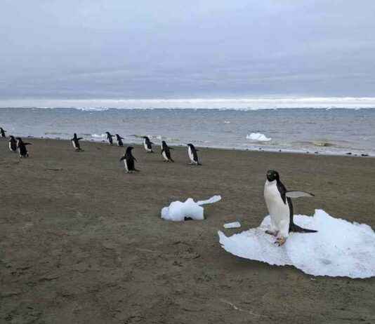 How Penguin Poop Is Cooling Antarctica: The Surprising Connection how-penguin-poop-s-cooling-antarctica-the-surprising-connection