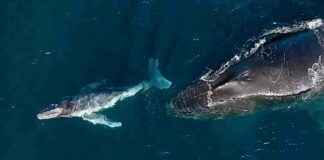 Humpback Whales Give Birth During Epic Migrations: Study humpback-whales-give-birth-during-epic-migrations-study