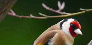 Illegal Bird Killings Still Rampant Despite Prevention Efforts: Report llegal-bird-killings-still-rampant-despite-prevention-efforts-report