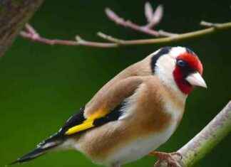 Illegal Bird Killings Still Rampant Despite Prevention Efforts: Report llegal-bird-killings-still-rampant-despite-prevention-efforts-report