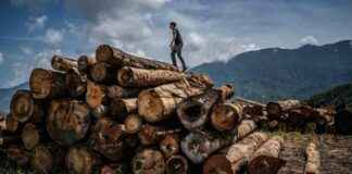 Malayan Tiger Population Decline: A Critical Situation – Inside Climate News malayan-tiger-population-decline-a-critical-situation-nside-climate-news