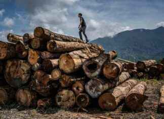 Malayan Tiger Population Decline: A Critical Situation – Inside Climate News malayan-tiger-population-decline-a-critical-situation-nside-climate-news