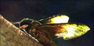 Nighttime Pollination: New Study Reveals Surprising ‘Magic’ – Eco-Friendly Insights nighttime-pollination-new-study-reveals-surprising-magic-eco-friendly-nsights