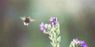 Plants Increase Nectar Production in Response to Buzzing Bees: Study plants-ncrease-nectar-production-in-response-to-buzzing-bees-study