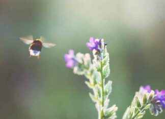 Plants Increase Nectar Production in Response to Buzzing Bees: Study plants-ncrease-nectar-production-in-response-to-buzzing-bees-study
