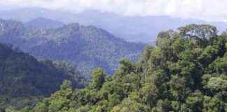 Protecting Malaysia’s Indigenous Peoples from Deforestation and Illegal Evictions protecting-malaysias-ndigenous-peoples-from-deforestation-and-llegal-evictions