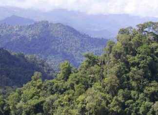 Protecting Malaysia’s Indigenous Peoples from Deforestation and Illegal Evictions protecting-malaysias-ndigenous-peoples-from-deforestation-and-llegal-evictions