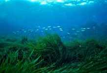 Protecting Seagrass Meadows to Prevent Billions in Damages protecting-seagrass-meadows-to-prevent-billions-in-damages
