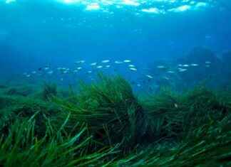 Protecting Seagrass Meadows to Prevent Billions in Damages protecting-seagrass-meadows-to-prevent-billions-in-damages