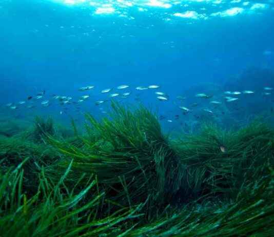 Protecting Seagrass Meadows to Prevent Billions in Damages protecting-seagrass-meadows-to-prevent-billions-in-damages