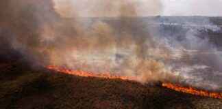 Record High Forest Loss Due to Climate-Fuelled Fires record-high-forest-loss-due-to-climate-fuelled-fires